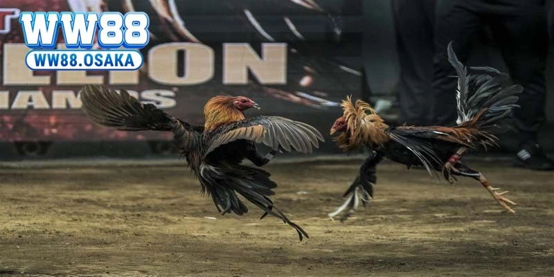Tại sao kê thủ nên lựa chọn cá cược đá gà tại nhà cái WW88?