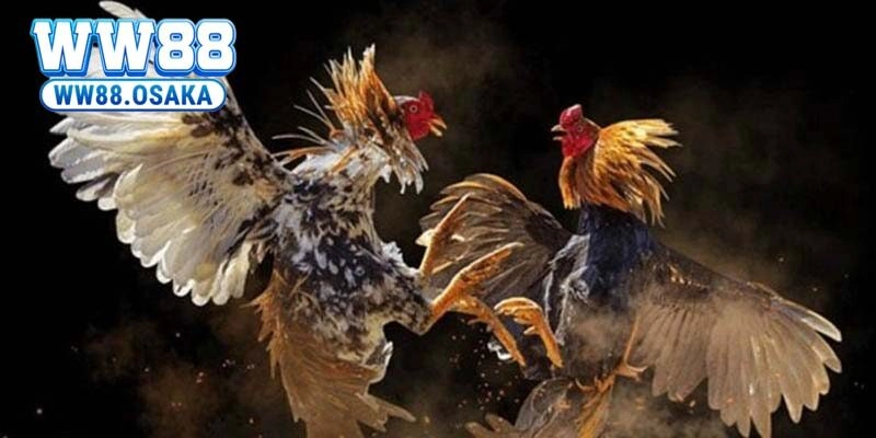 Danh sách các đấu trường đá gà cựa dao uy tín trên thế giới