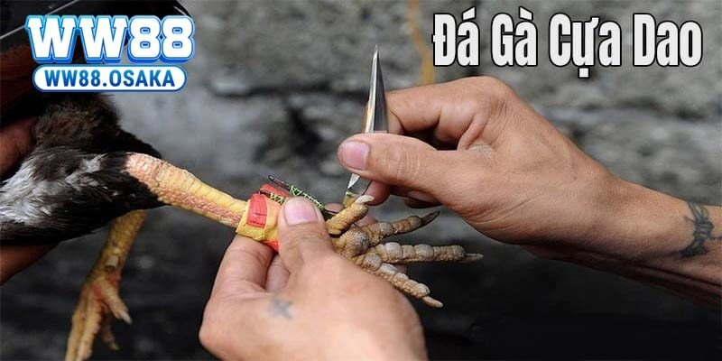 Bí quyết cá cược đá gà cựa dao – Tăng tỷ lệ thắng dễ dàng