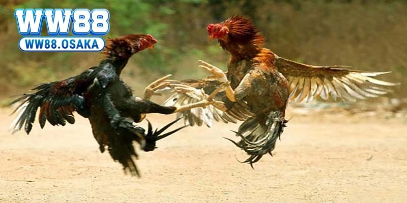 Tìm hiểu về dịch vụ AG trực tiếp