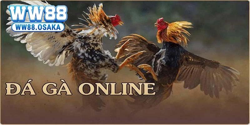 Cá cược đá gà