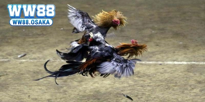 Live daga có những hình thức thi đấu nào?